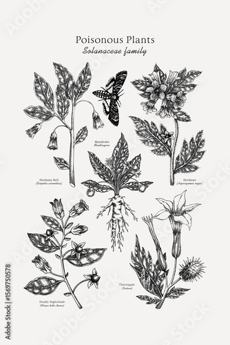 Poisonous plants poster design template. Botanical print. Witch herbs sketches collection. Vintage wall art. Science hand drawn vector illustration. NOT AI generated