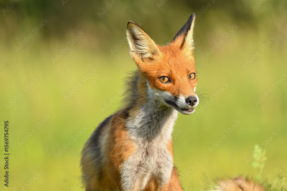 Fototapeta premium Der Schelm