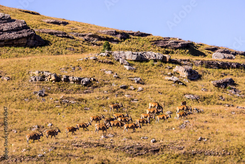 A herd of Eland Antilope climbing up the steep gassy slope along one of the mountain ridges of the Drakensberg Mountains of South Africa.