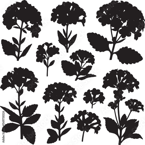 A detailed collection of black silhouette kalanchoe plant illustrations, featuring various flower clusters and succulent leaves, perfect for botanical, garden, and nature-themed designs

