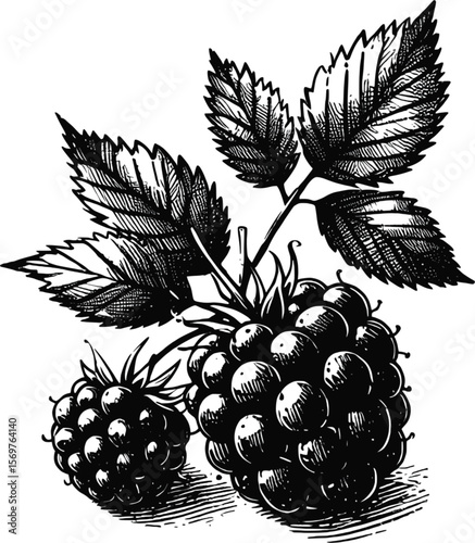 Dark & Delicious: Ripe Blackberries blackberry fruit vintage linework ink sketch hand drawn pen drawing summer vector illustration background