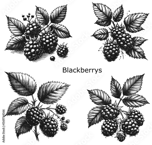 Tempting Treasures: Wild Blackberries blackberry fruit vintage linework ink sketch hand drawn pen drawing summer vector illustration background