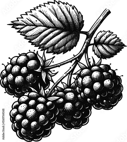 Nature's Sweet Gems: Fresh Blackberries blackberry fruit vintage linework ink sketch hand drawn pen drawing summer vector illustration background