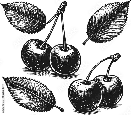 Cherry Kisses Cherry fruit vintage linework ink sketch hand drawn pen drawing summer vector illustration background