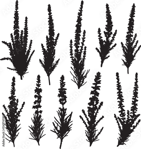 A detailed collection of black silhouette heather plant illustrations, showcasing various dense flower spikes and foliage, perfect for nature, garden, and botanical designs