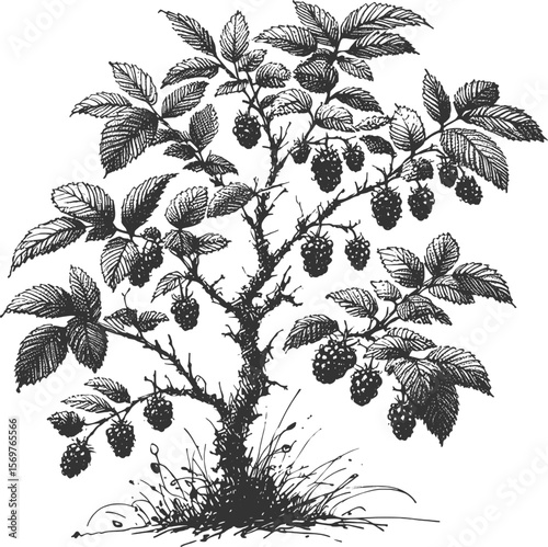Tangled Treasures: A Blackberry Haven tree fruit vintage linework ink sketch hand drawn pen drawing summer vector illustration background
