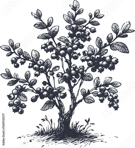 Berry Abundance: A Blueberry Tree in Bloom tree fruit vintage linework ink sketch hand drawn pen drawing summer vector illustration background