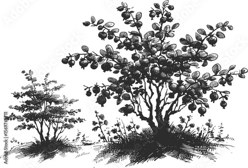 Garden Treasure: Fresh Blueberries Awaiting Picking Blueberry tree fruit vintage linework ink sketch hand drawn pen drawing summer vector illustration background