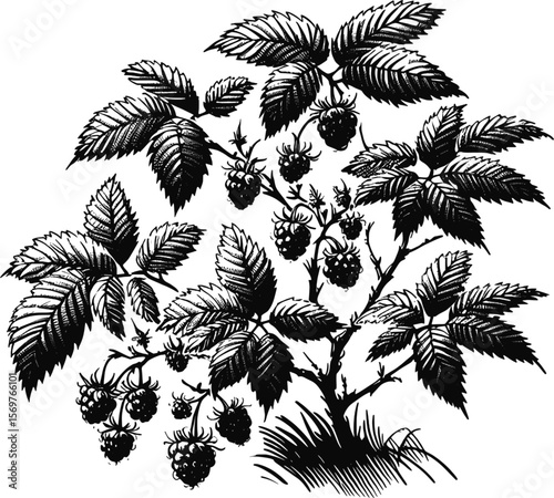 From Branch to Bite: Wild Raspberry Charm tree fruit vintage linework ink sketch hand drawn pen drawing summer vector illustration background