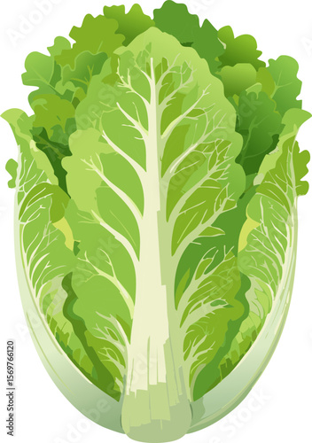Fresh Chinese Napa Cabbage Illustration on White Background