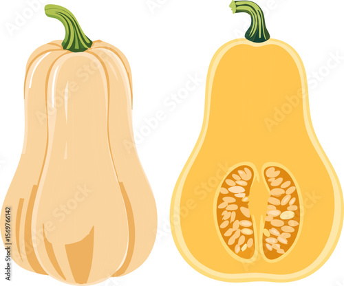 Butternut Squash Whole and Cut Half Vector Illustration