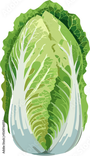 Fresh Chinese Napa Cabbage Illustration on White Background