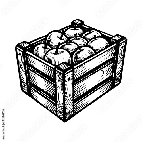 Wooden crate of fruit filled with fresh apples, sketched in hand-drawn engraving style. Wooden crate of fruit is an inviting sight, overflowing with delicious apples ready for harvest.