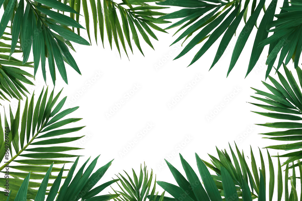 Tropical palm leaves frame a black background. Lush green leaves form an ornate border around a void Tropical palm leaves frame a black background. Lush green leaves form an ornate border around a void