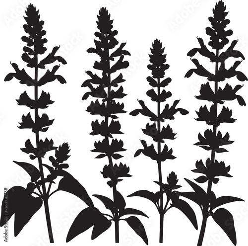 A striking collection of Agastache (Hyssop) plant silhouettes, featuring tall, spiky flower heads and leaves, ideal for botanical designs, herb gardens, and natural landscape illustrations
