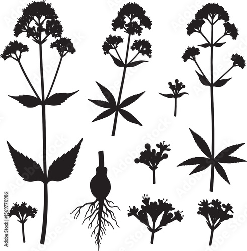 A collection of Valeriana officinalis (Valerian) plant silhouettes, showcasing its flowers, leaves, and root, perfect for herbal medicine, botanical, wellness, and natural health designs