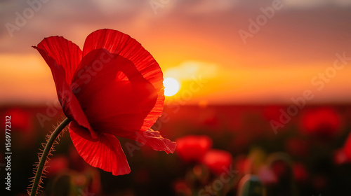 Macro Photo of Red Poppy Flower with Sunset Glow and Cinematic Lighting