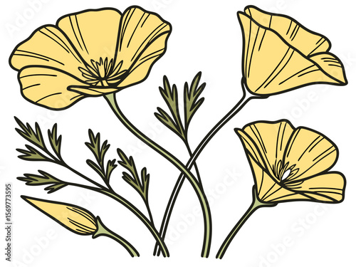 california flower vector