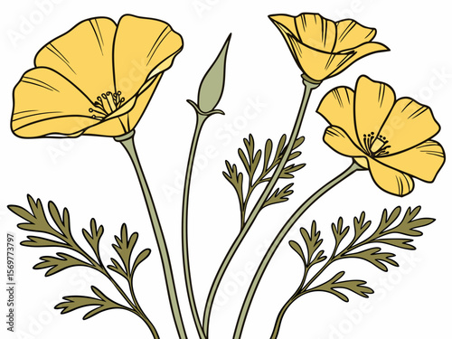 california flower vector
