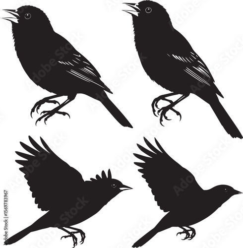 Baltimore oriole bird silhouette