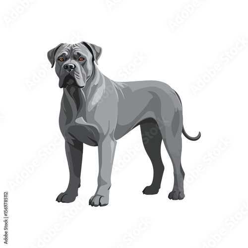 Cane corso dog