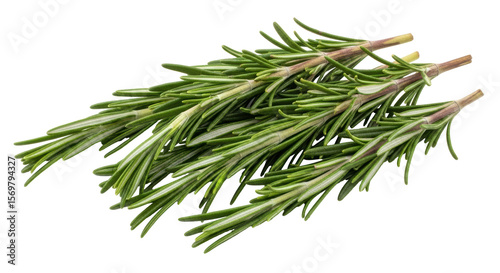 Fototapeta Naklejka Na Ścianę i Meble -  Isolated Rosemary Sprigs