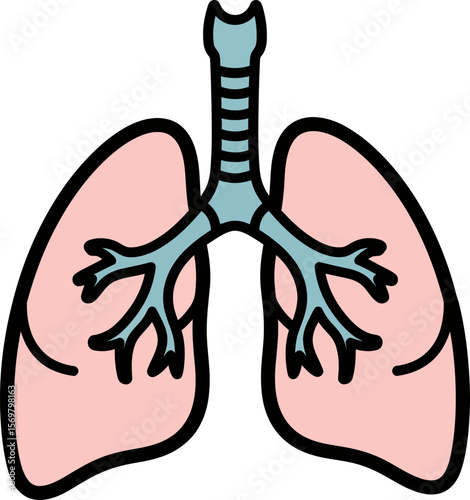 Anatomy of Human Lungs and Respiratory System
