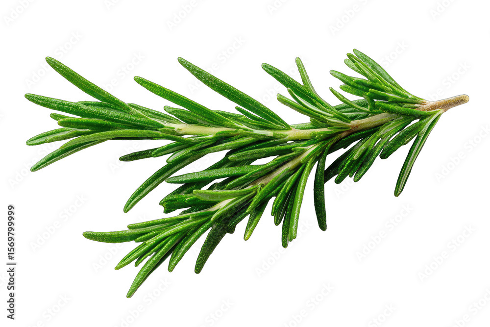 Fototapeta premium Close-up of fresh rosemary sprig (4)