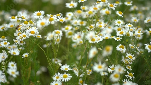 Witness the beauty of wild daisies blooming in a vibrant meadow. This footage captures the delicate flowers swaying gently in the breeze, showcasing the essence of nature's tranquility and charm