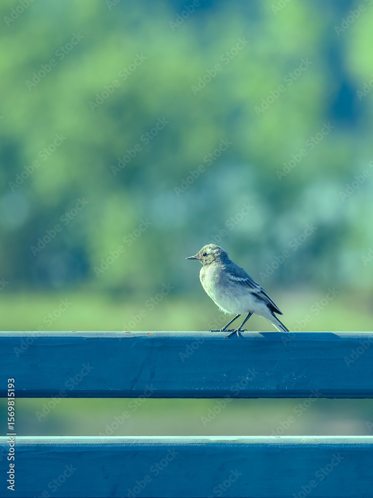 A fledgling white wagtail has perching on a fence A fledgling white wagtail has perching on a fence