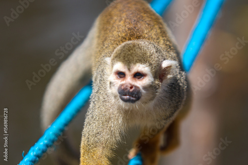 Behang macaco-de-cheiro