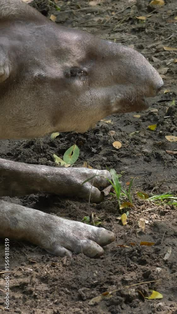 Tapir walking in enclosure on green grass Tapir walking in enclosure on green grass