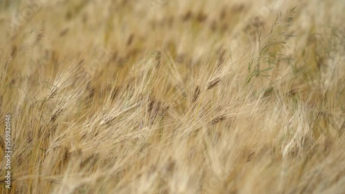 Immerse yourself in the golden landscape of millet or rye fields on a farm. The intricate textures of the grains swaying gently in the breeze create a tranquil and picturesque scene of rural life