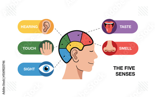 The Five Human Senses and the Brain