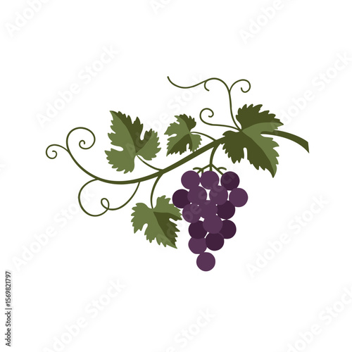 Grapevine with curl, graceful twisted branches, several leaves and bunch, stylization as decorative element, vector image, isolated on transparent background