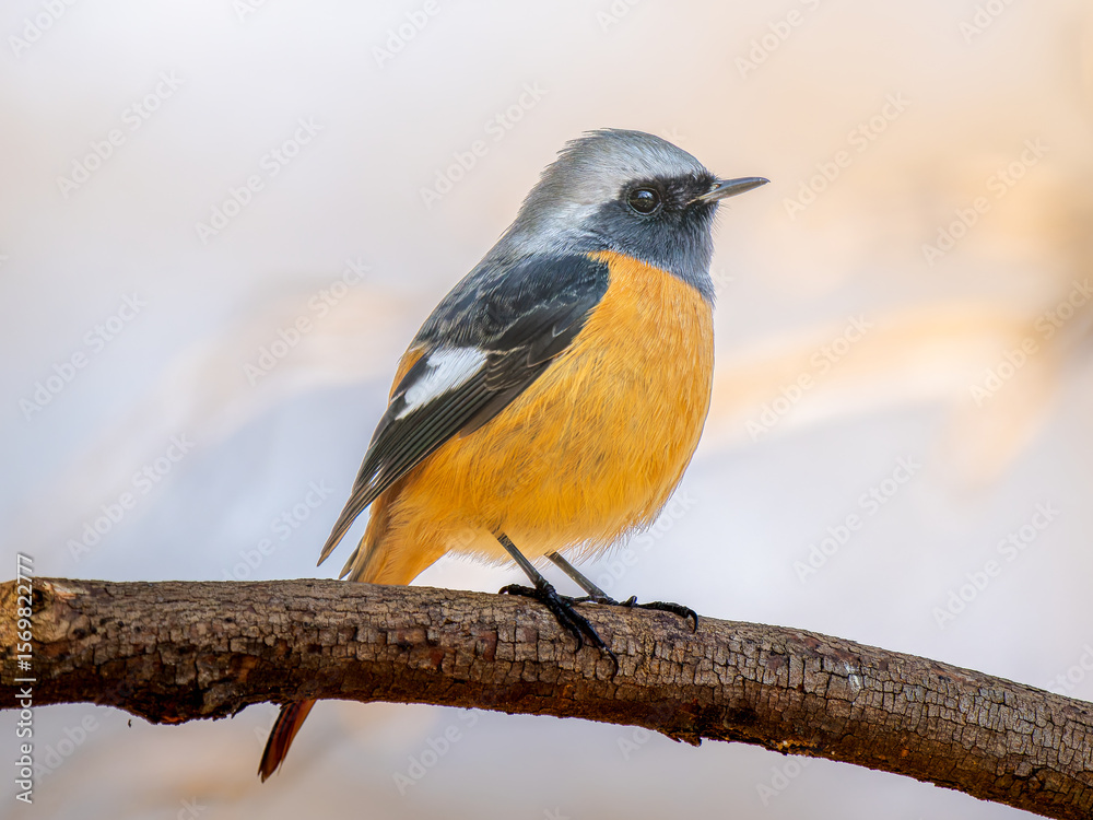 Fototapeta premium 枝にとまるジョウビタキのオス