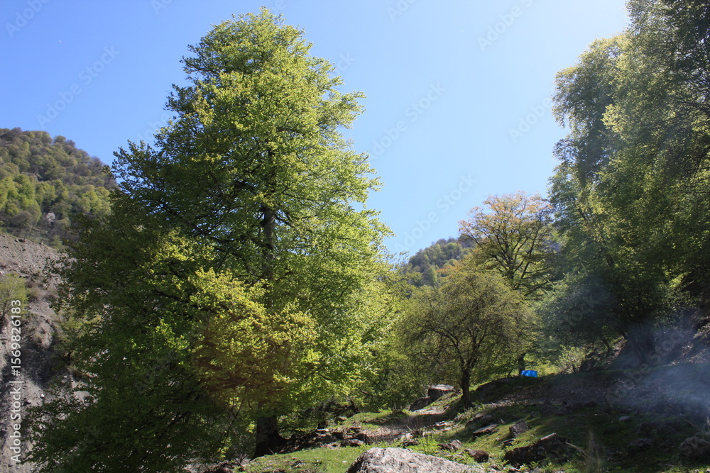 Fototapeta premium pine trees in the forest