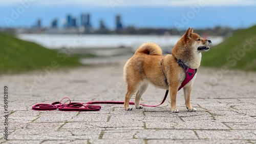Adorable red Shiba Inu dog happily walking on lush green grass outdoors on a sunny summer day. High-quality, pet-friendly image perfect for nature, outdoor, or lifestyle projects. Copy space.