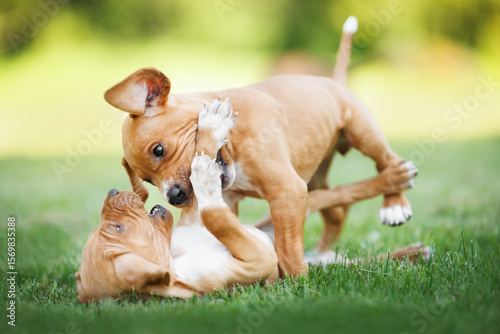 two pointer puppies playing and biting each other outdoors in summer