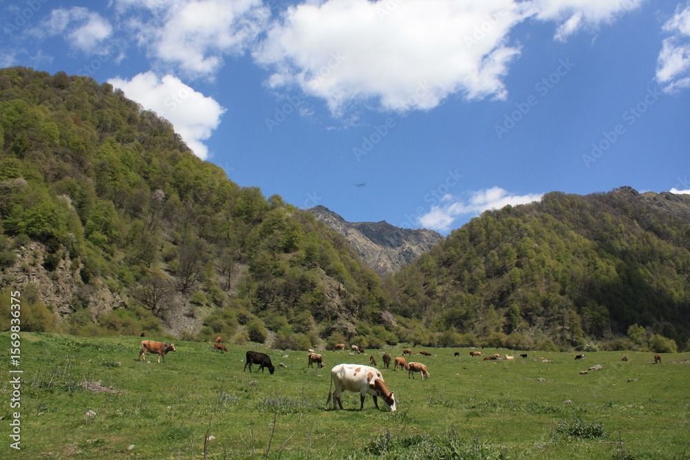 Naklejka premium cows in the mountains