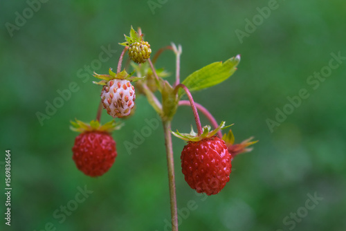 Bush of wild forest strawberry on blurred green background