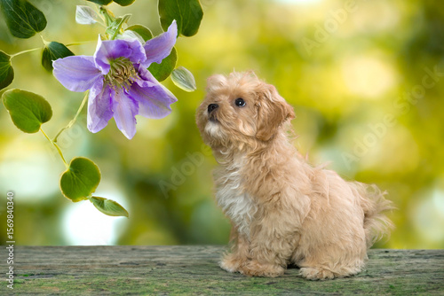 Maltipoo puppy sniffing flowers