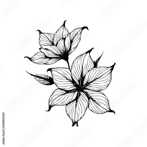 Elegant floral illustration displaying delicate flowers with meticulously detailed petals and artful linework in black and white