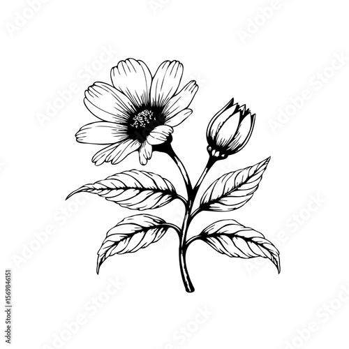 Elegant botanical illustration showcasing a blossoming flower with intricate line work and a budding companion design