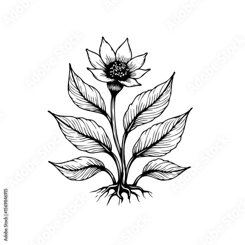 Elegant hand drawn botanical illustration of a flowering plant with leaves, roots and stem detailed in black and white ink