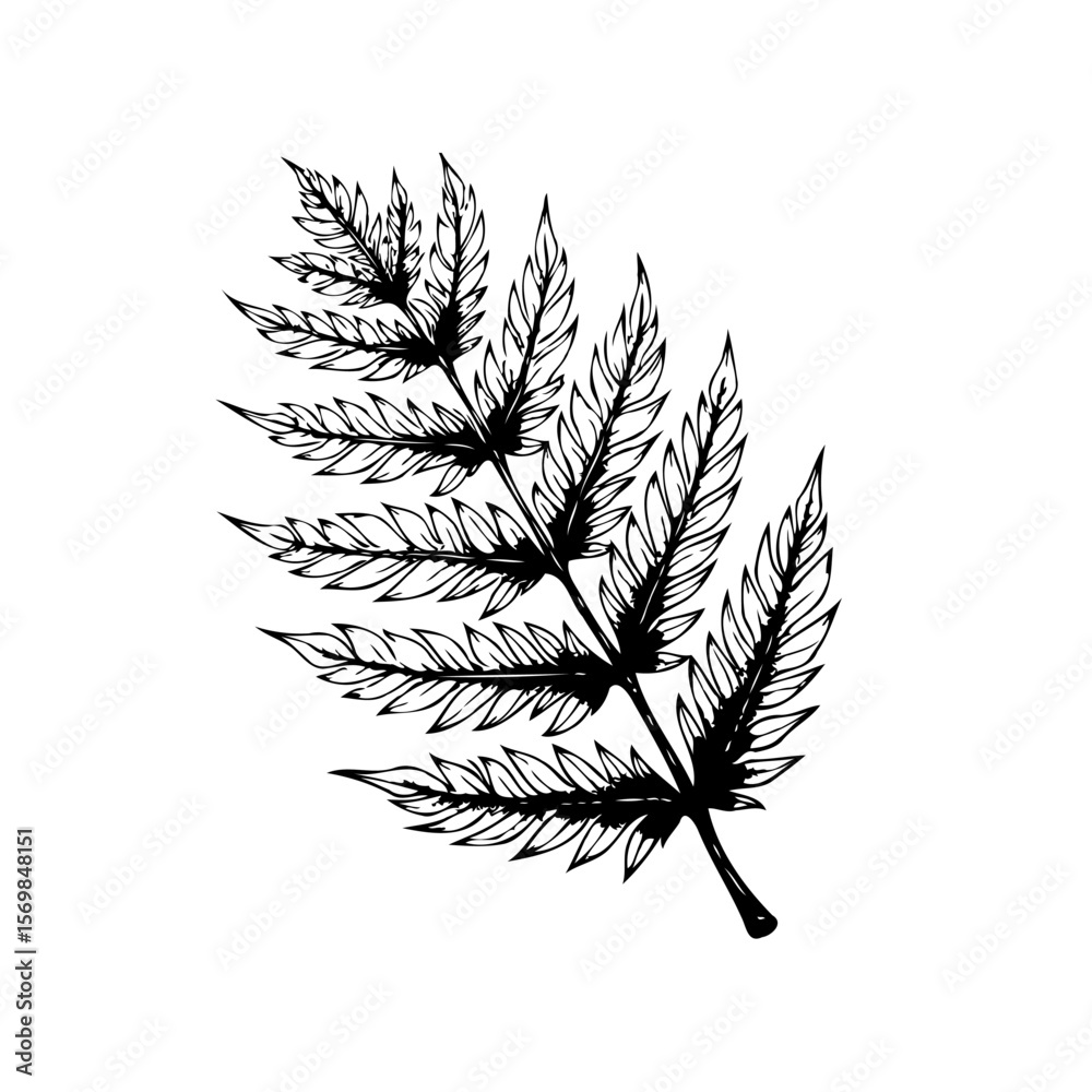 Naklejka premium Elegant fern frond illustration a delicate botanical drawing showcasing nature's beauty perfect for design projects and artistic endeavors