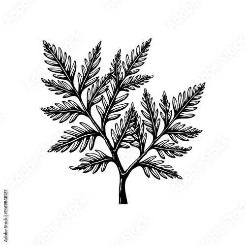 Fern frond botanical illustration in black and white for natural minimalist elegance and vintage charm