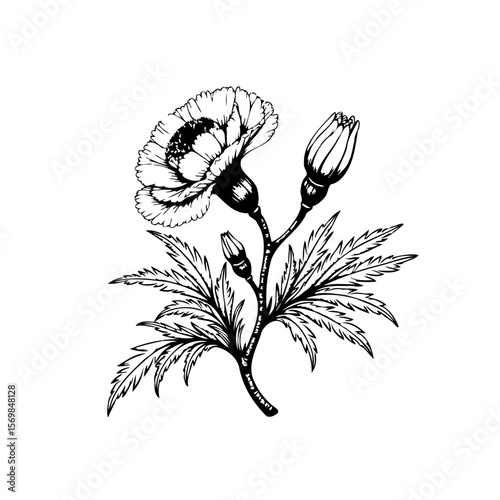 Botanical illustration of poppy flower with intricate details showcasing stem leaves and unopened buds in monochrome drawing