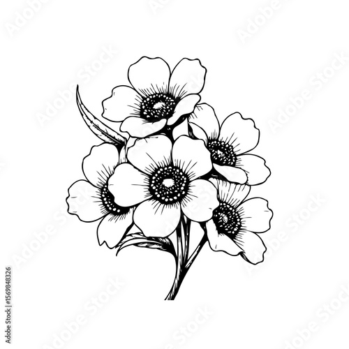 Elegant flower illustration featuring a botanical design with anemones in black and white simplicity and floral beauty