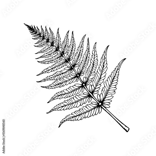 Elegant fern frond illustration showcasing intricate botanical details in a minimalist black and white drawing